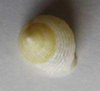 Eutrochatella pulchella , (Gray, 1824) 	